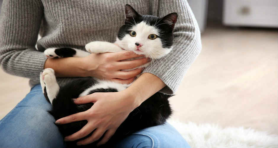 A black and white cat being held in a person's arms on their lap