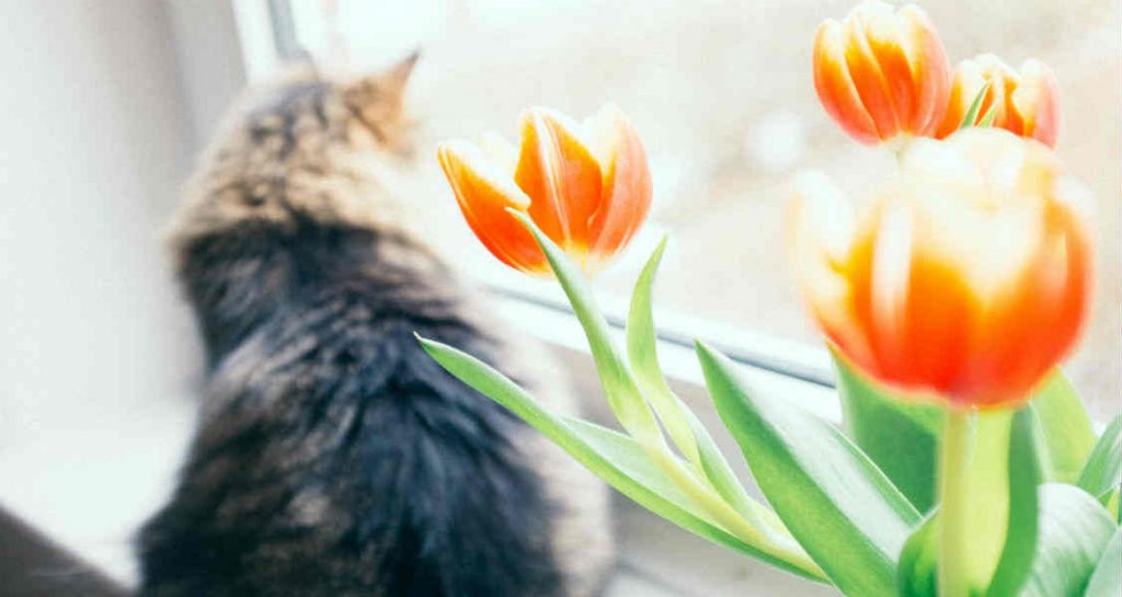 A cat sitting on a ledge beside a bunch of orange tulips and looking out of a window