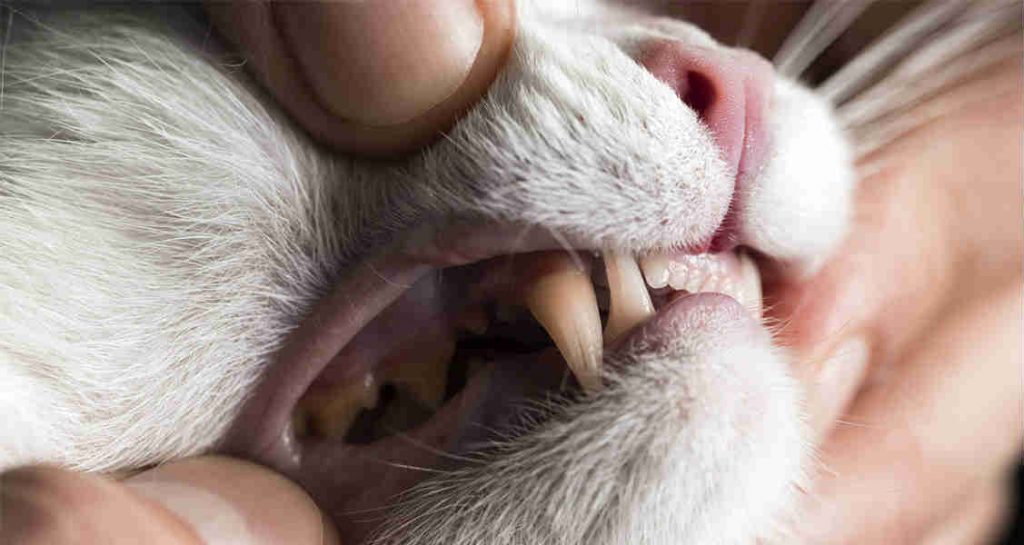 A cat's mouth is being held open by person's hand revealing their teeth