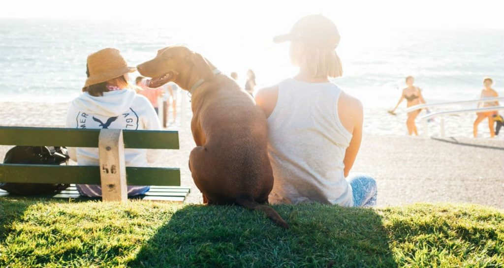 A dog sitting beside their owner facing the beach