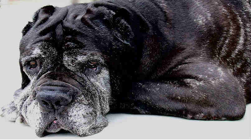 7 Strategies for Treating Arthritis in Cats and Dogs