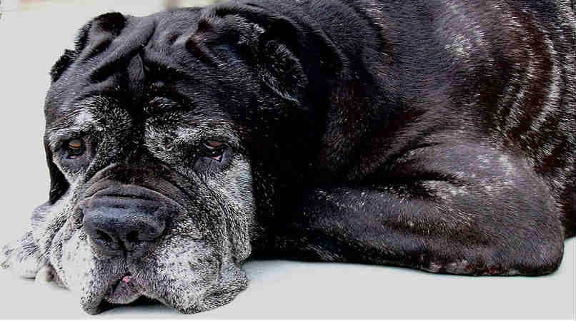 An elderly black dog with grey hair is laying on the ground