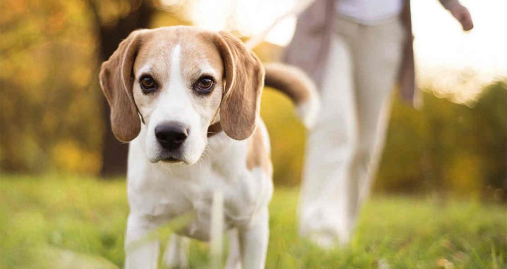 A profile view of a beagle that is standing in grass
