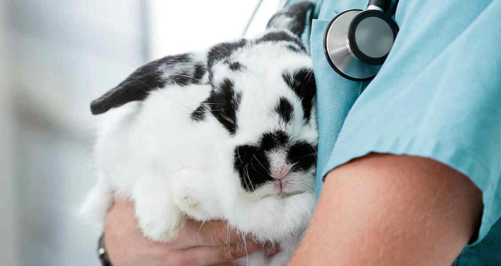 A veterinarian in a baby blue garb with a stethoscope is holding a broken black and white rabbit in their arms