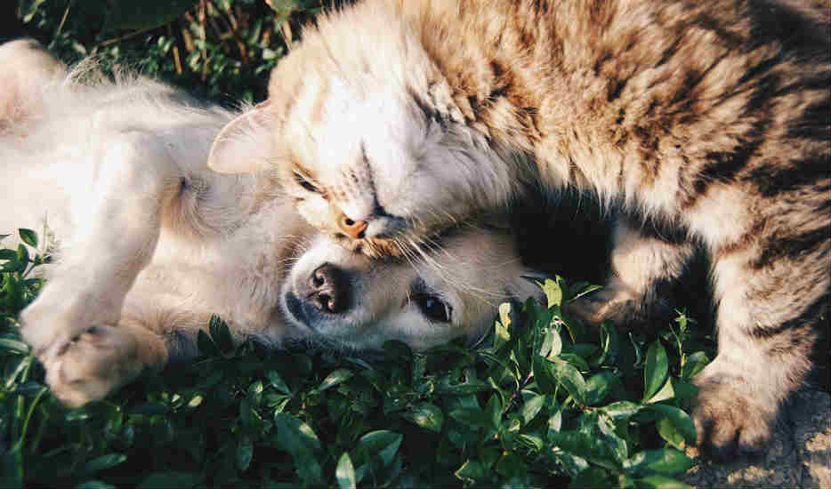 A cat rubbing its head on the top of a dog's head that is laying down on green vines