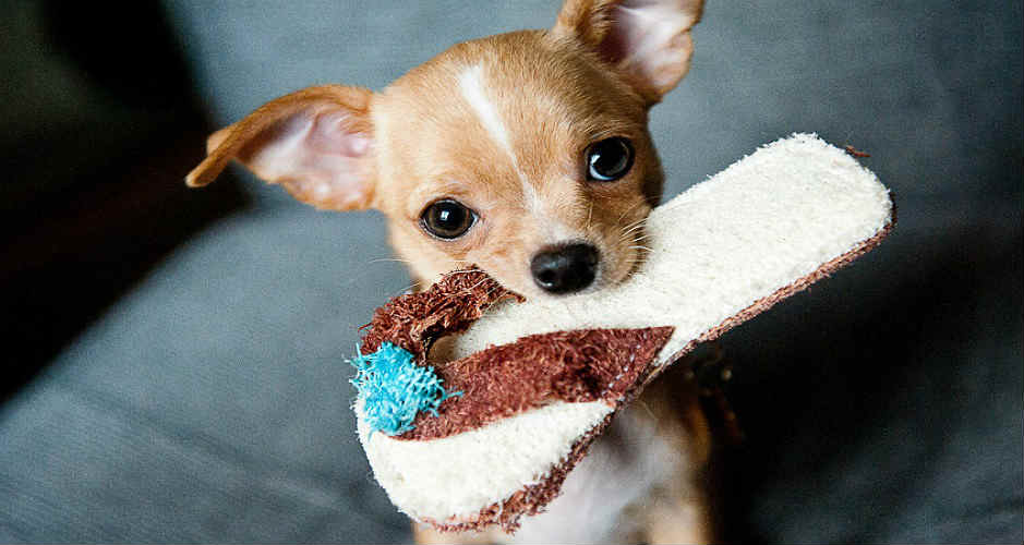 A Chihuahua is sitting and holding a slipper in their mouth