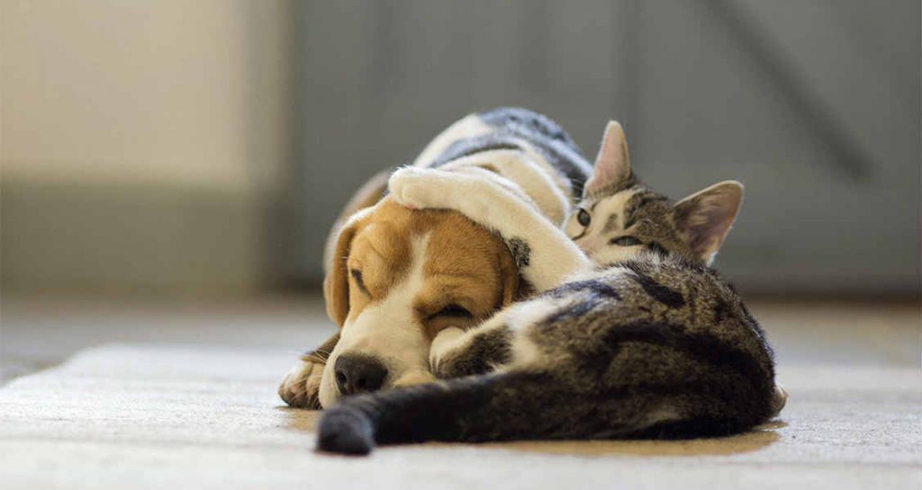 A cat laying beside a dog on the ground with the cat's paw on top of the dog's head