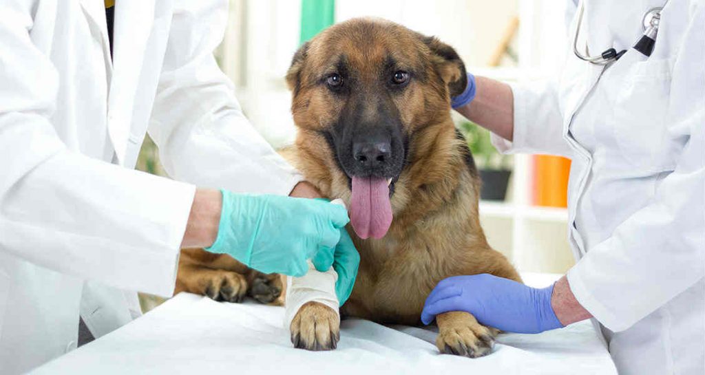A German shepherd is sitting on an exam table with its tongue sticking out