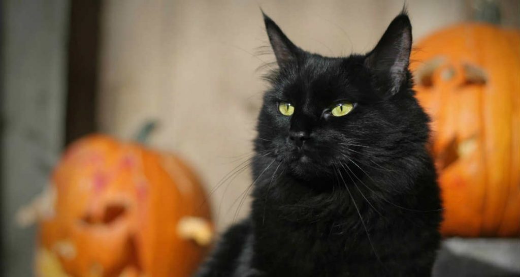 A black cat with yellow eyes is sitting upright near two jack-o'-lanterns