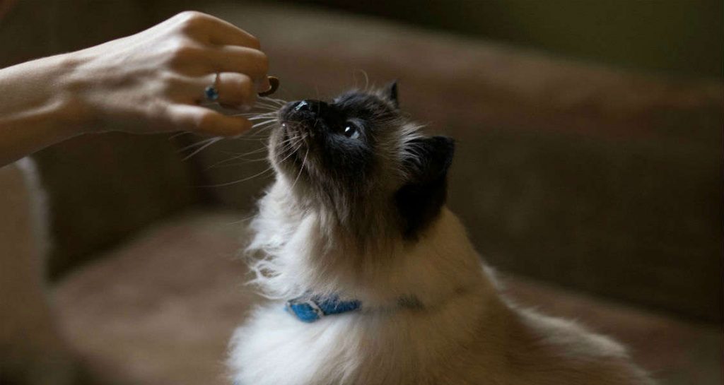 A cat with a blue collar is being hand fed a single piece of a dry treat