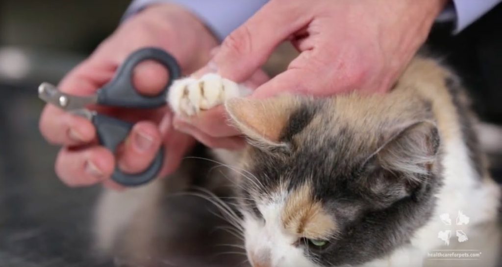 A veterinarian is holding nail clippers and a cat's paw in order to trim their nails