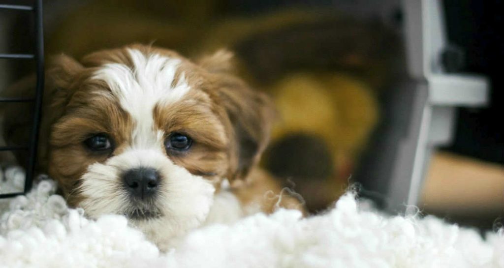 A dog is laying down inside their carrier with their head poking out of it