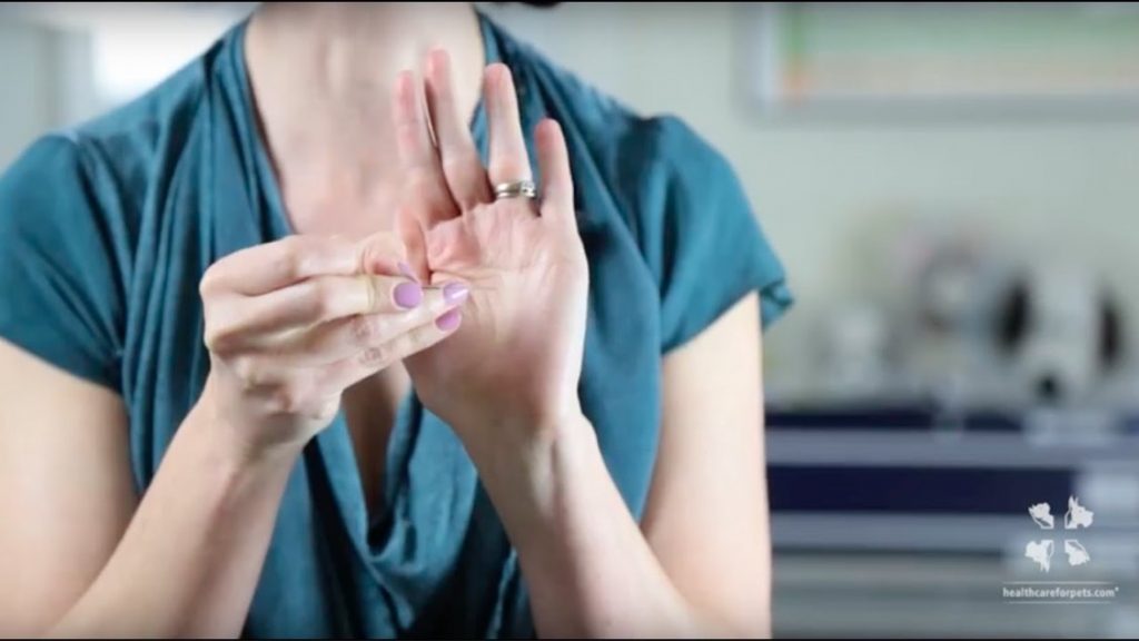 A female veterinarian is pricking palm with acupuncture needle