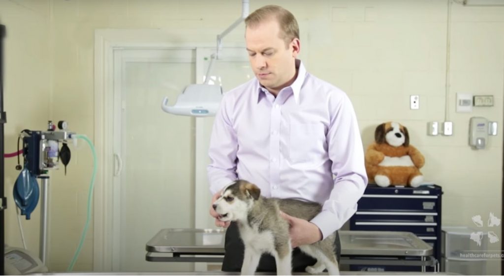 A Husky mix puppy is biting a male veterinarian in an exam room