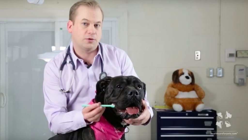 A male veterinarian demonstrates how to brush a dog's teeth