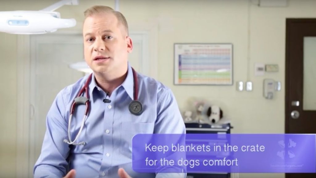 A male veterinarian discusses how to reduce a pet's stress when traveling by car or plane
