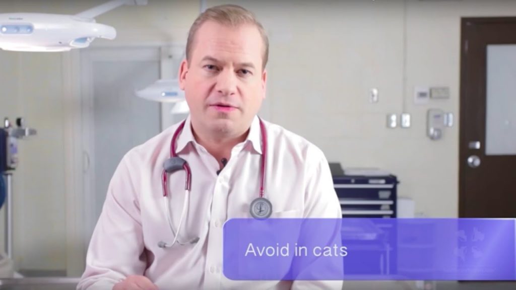A male veterinarian discusses over-the-counter antihistamine use in dogs and cats