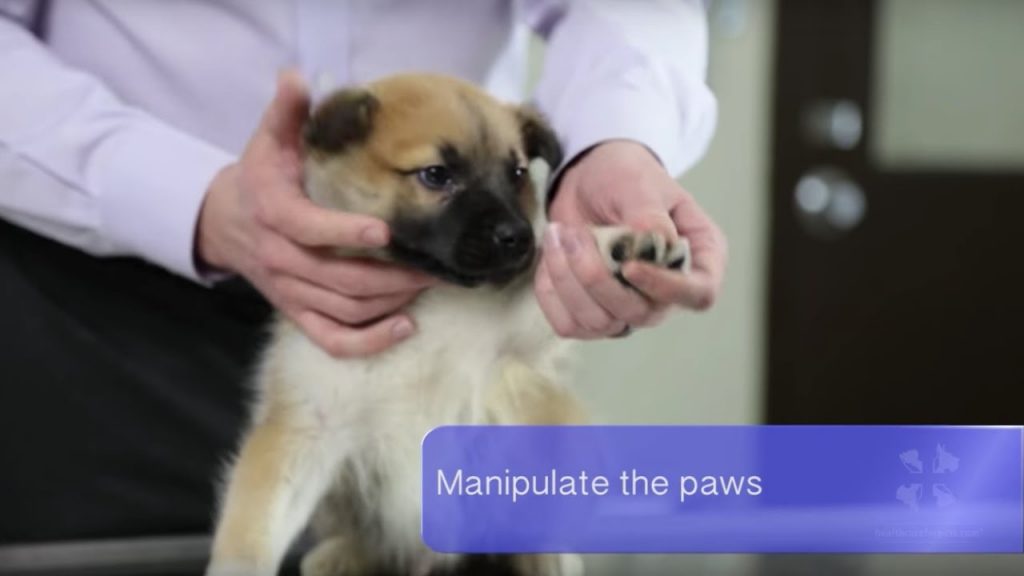 A male veterinarian discusses general advice and tips for new puppy owners