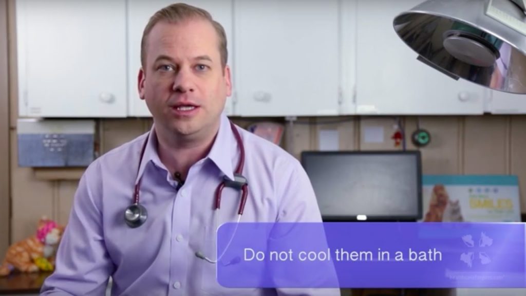 A male veterinarian discusses about preventing heat stroke in dogs and what to do if a dog has heat stress