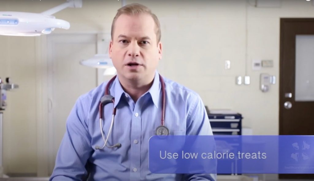 A male veterinarian discusses how to prevent obesity in dogs and cats