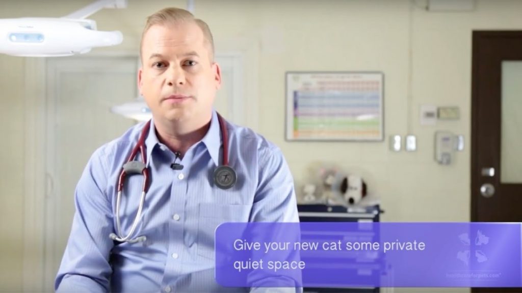 A male veterinarian discusses how to introduce a new pet to a home already with pets