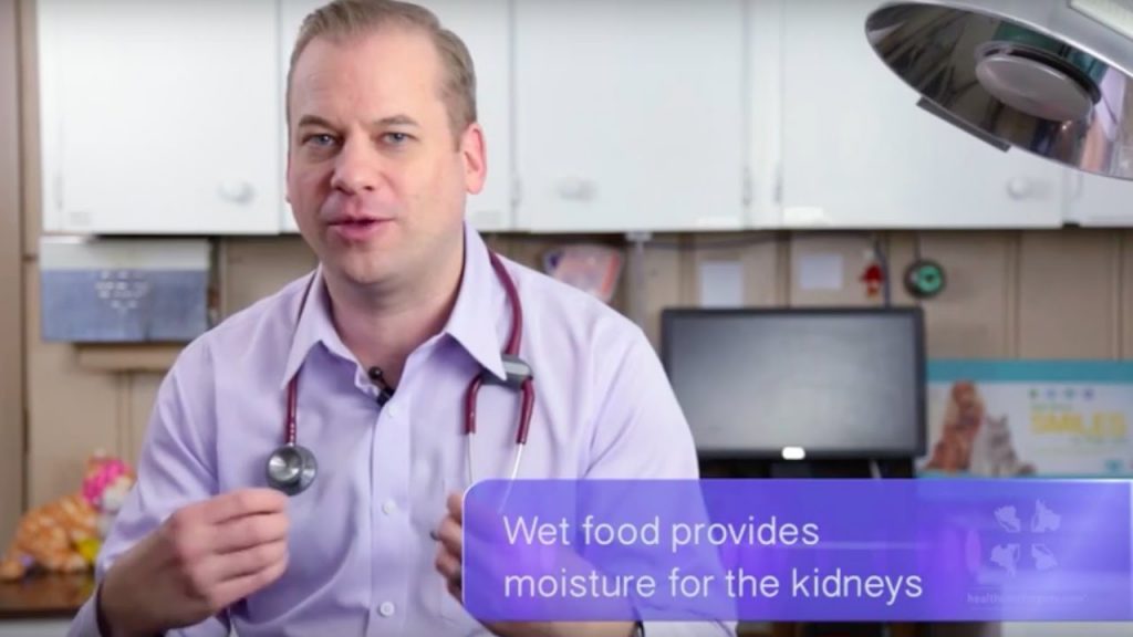A male veterinarian discusses wet and dry food for cats