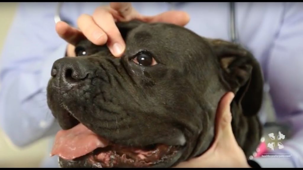 A male veterinarian places their finger on a dogs left third eyelid gland