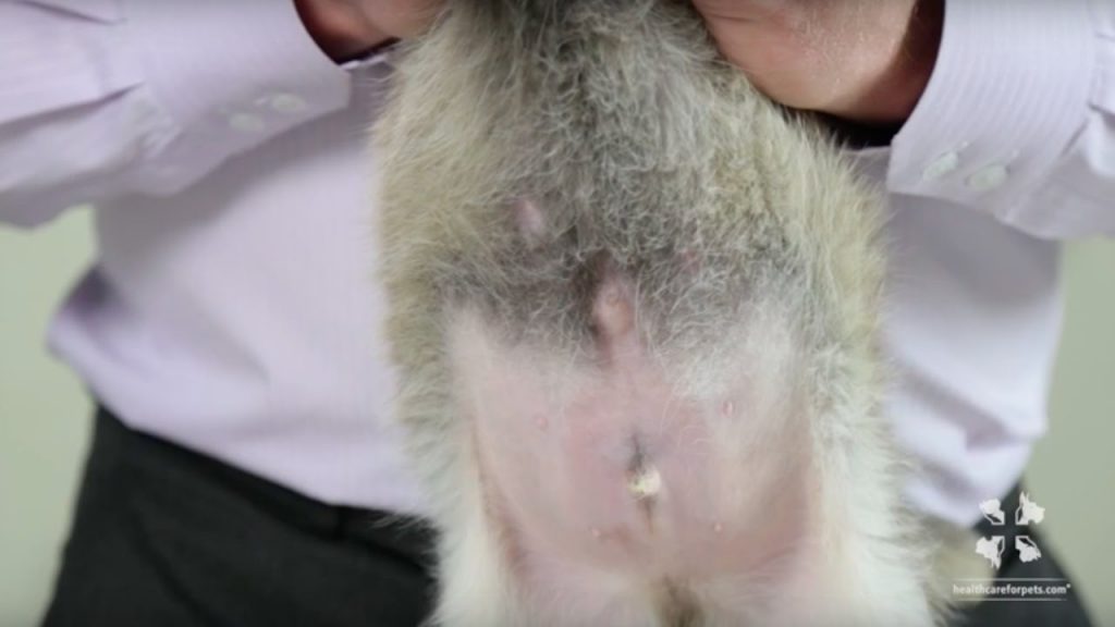 A puppy is being lifted up to show an umbilical hernia under its belly