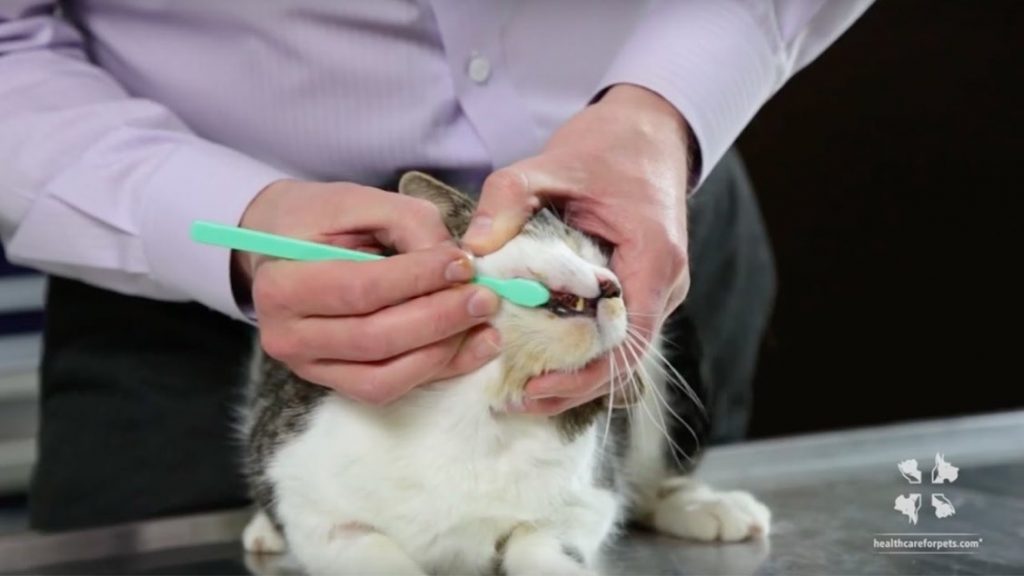 A veterinarian is brushing a cat's teeth with a light turquoise toothbrush