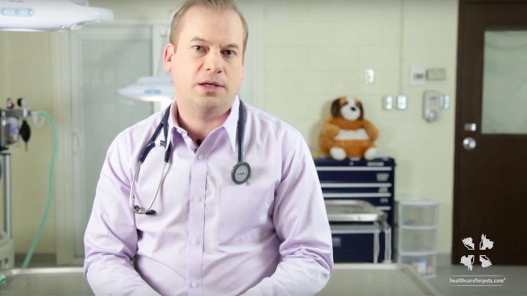 A male veterinarian is sitting down and discussing why you should adopt a pet