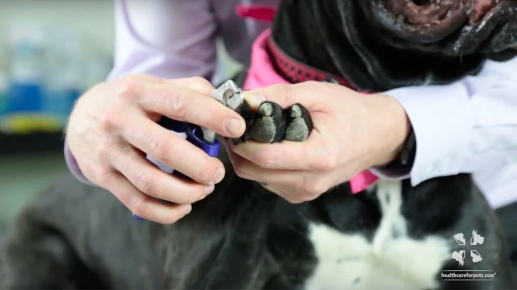 A veterinarian is trimming a black and white dog's nails