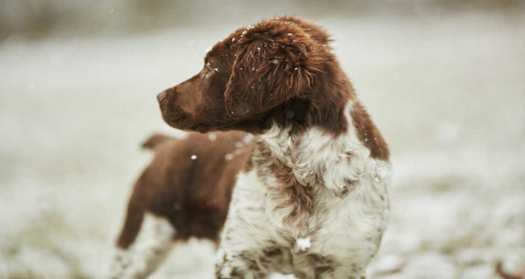 A dog with a red and white coat is standing outside with their head turned to the side while it is snowing