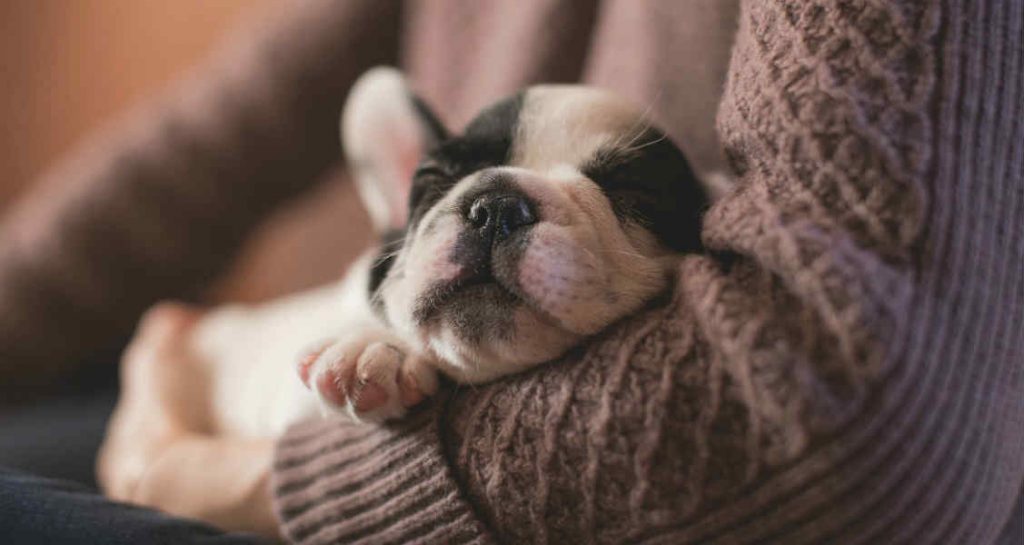 A black and white Boston terrier puppy is sleeping in a person's arms