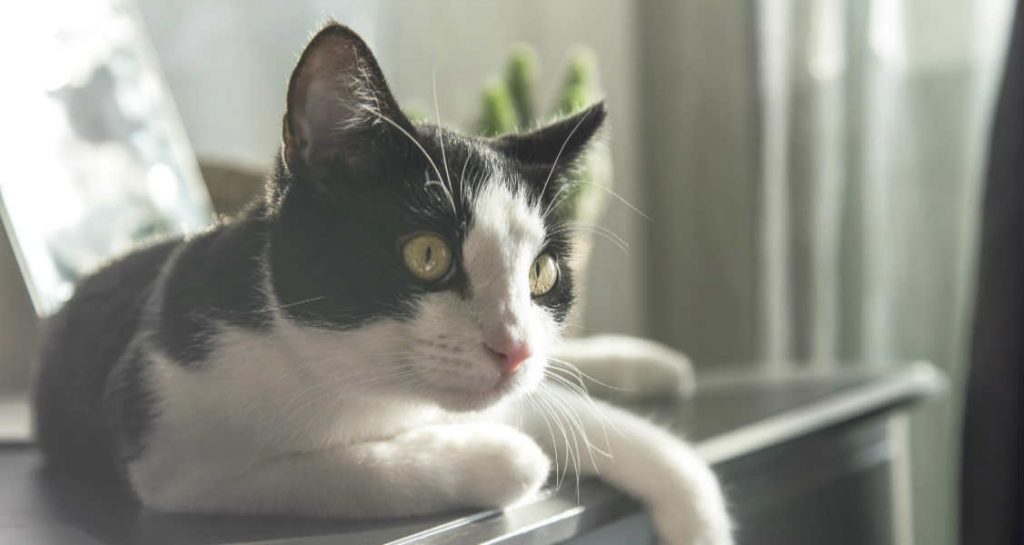 A black and white cat laying on top of a piece of furniture