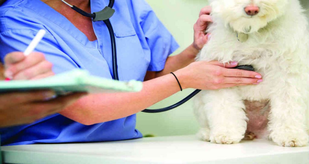 A woman in a blue garb is examining a white dog on an exam table with a stethoscope