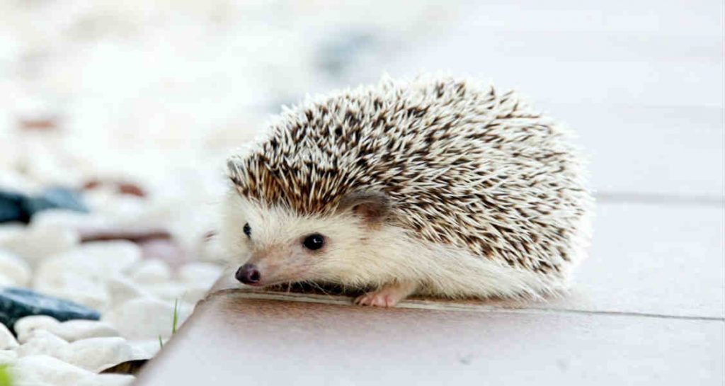 An African pygmy hedgehog on top of a tile
