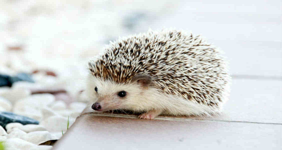 Everything You Need to Know About African Pygmy Hedgehog Care