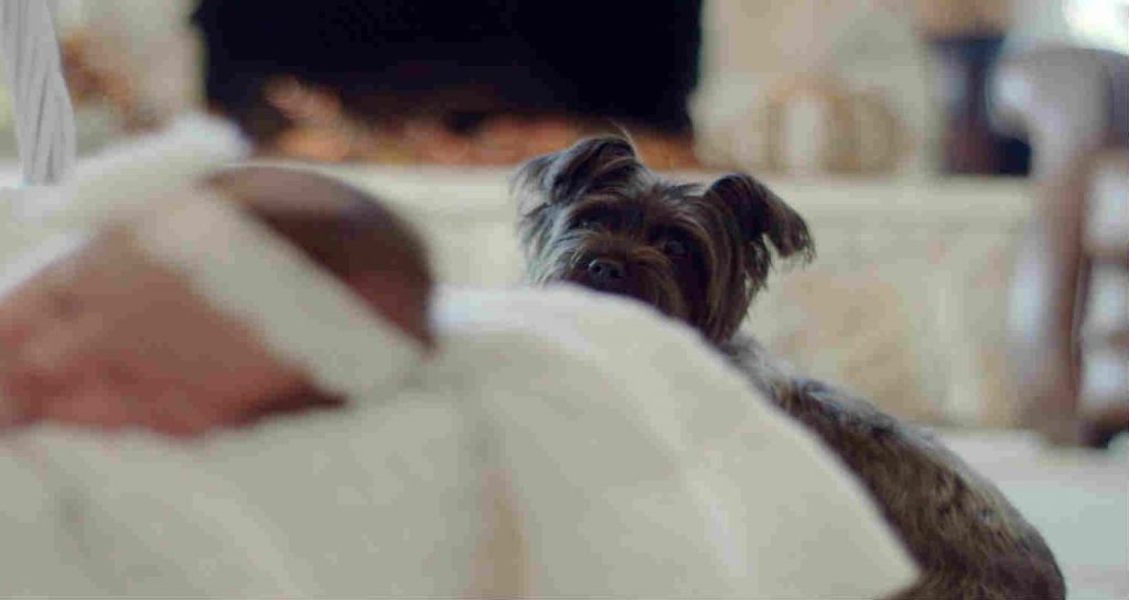 A brown dog is sitting upright behind a baby sleeping in its bed