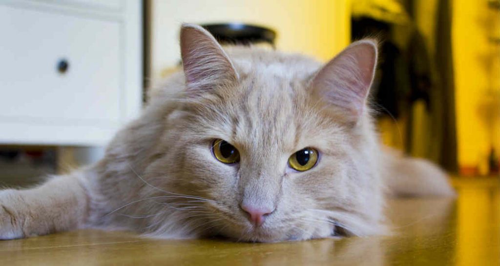 A cream long-haired cat with yellow eyes is lying down on a wooden floor
