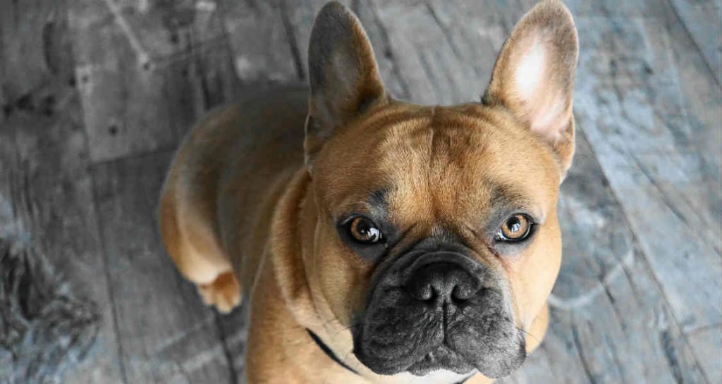 A fawn French bulldog sitting upright on a wooden floor