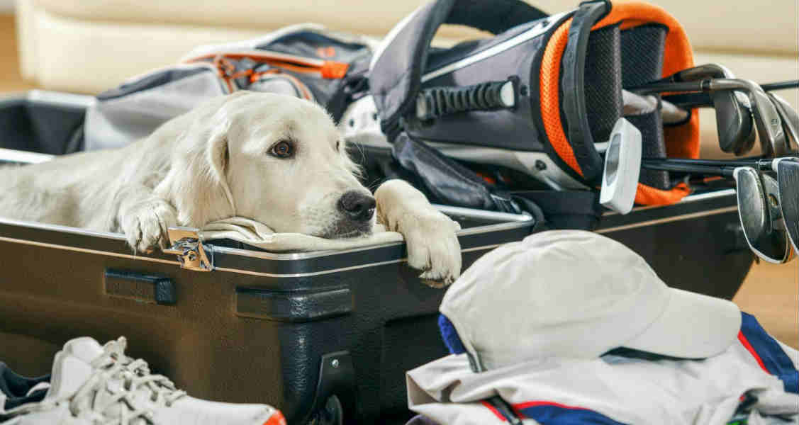 5 Things to Consider Before Traveling With Your Dog