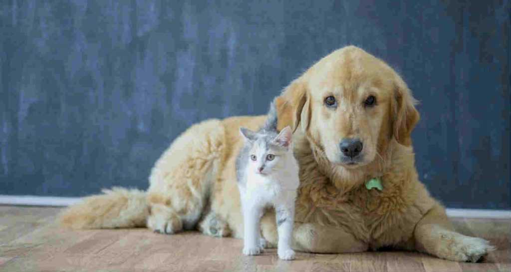 A golden retriever is sitting next to a grey and white cat on a wooden floor