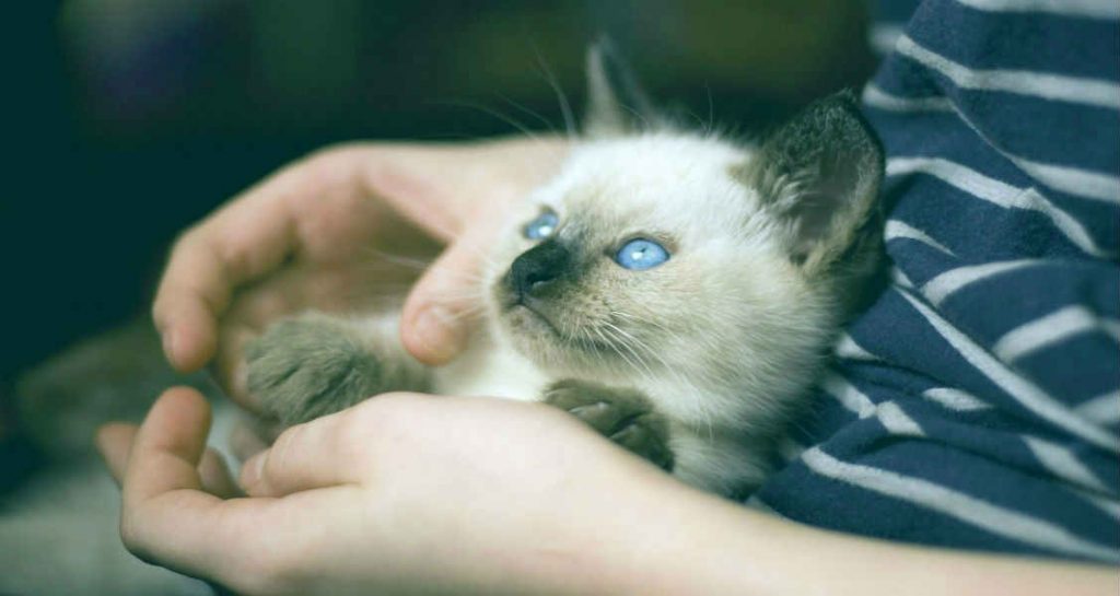 A Thai kitten's paws are being handled while sitting in a person's lap