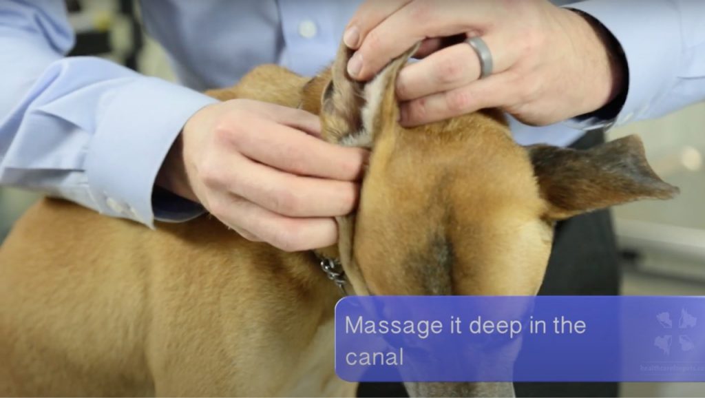 A veterinarian is massaging an ear cleaner in a dog's ear canal