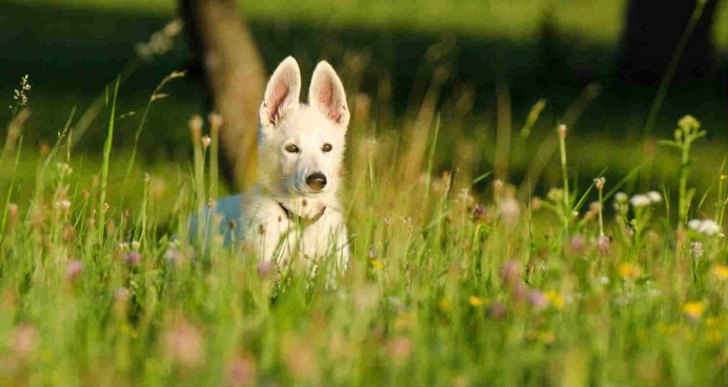 A white German shepherd is sitting in tall grass with weeds