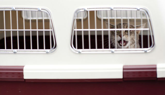 A cat meowing in a white and red travel crate