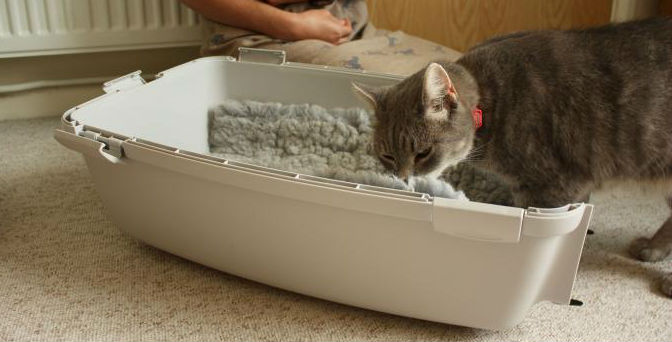 A cat sniffing the inside of a beige litter box