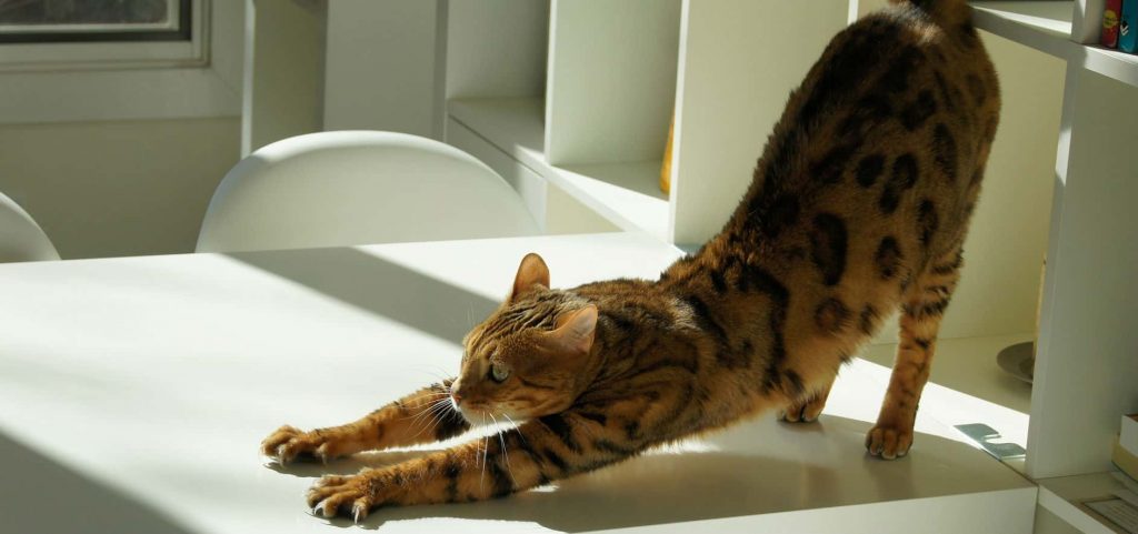 An Ocicat stretching on a white desk