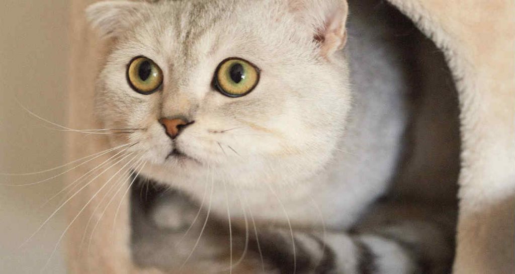 A cream colored cat with yellow and green eyes is poking its head out of a cat house