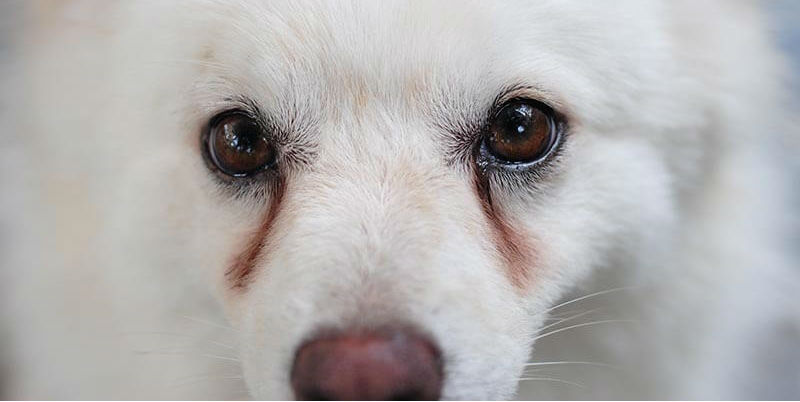 How do you prevent tear stains in dogs?